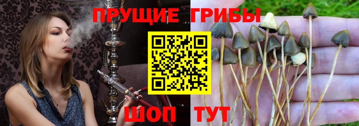 Галлюциногенные грибы Cubensis Донской